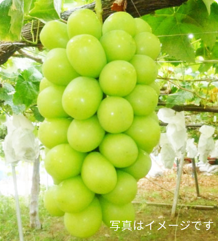 イメージ写真