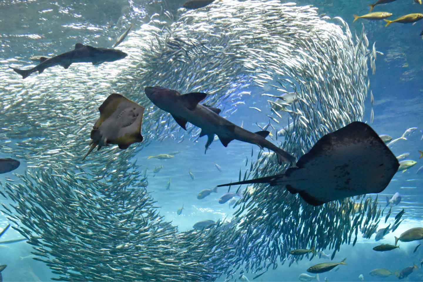 水族館